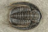 Diademaproetus Trilobite - Foum Zguid, Morocco #189851-1